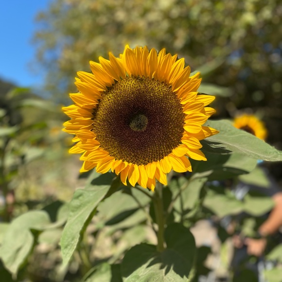 Meet your Posher, Elena - Picture 3 of 3